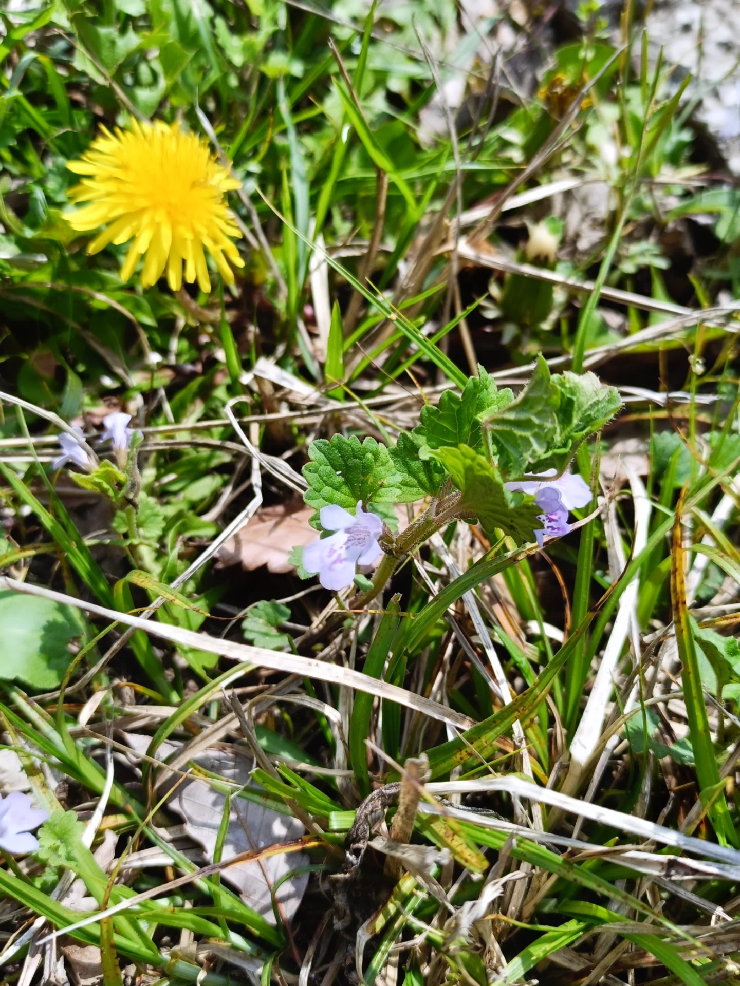 代表 土井 彩瑛